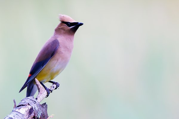 Cedar Waxwing