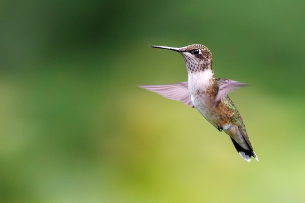Ruby-throated Hummingbird