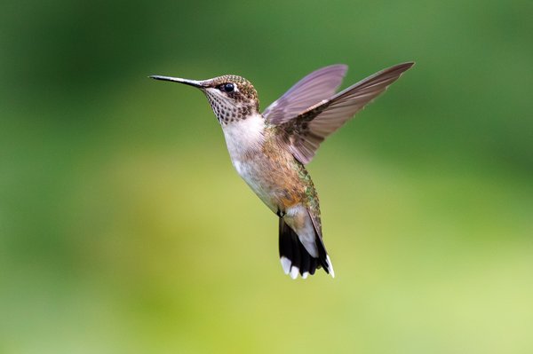 Ruby-throated Hummingbird