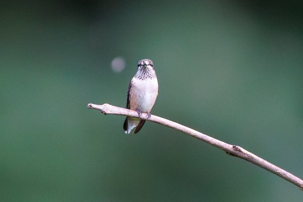 Ruby-throated Hummingbird