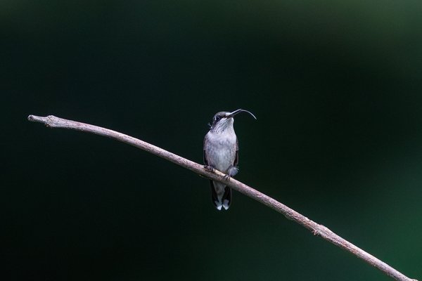 Ruby-throated Hummingbird