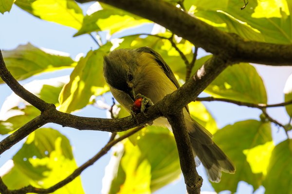 Tufted Titmouse
