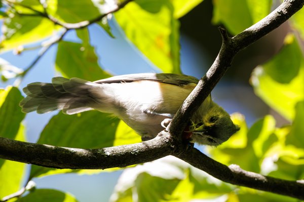 Tufted Titmouse