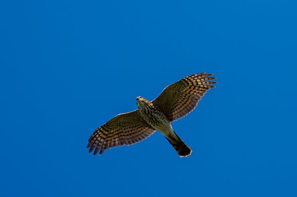 Cooper's Hawk