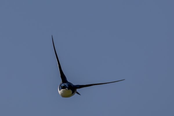 Tree Swallow