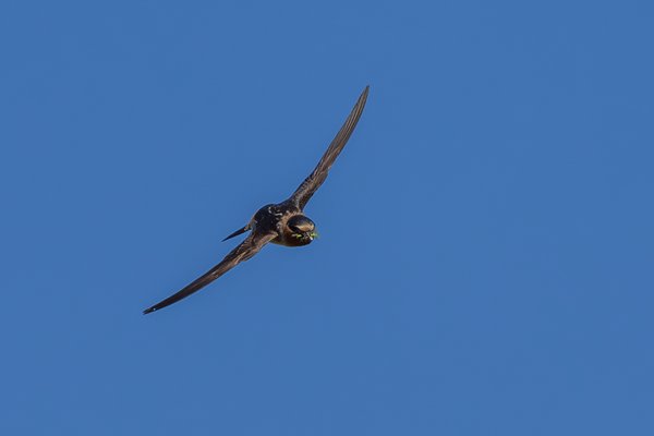 Cliff Swallow