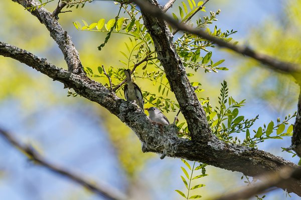 Blue-gray Gnatcatcher