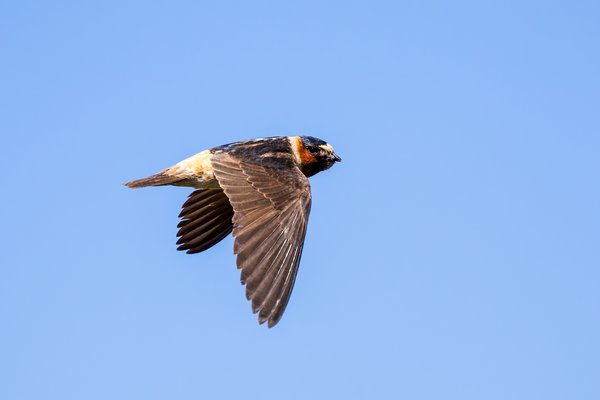 Cliff Swallow