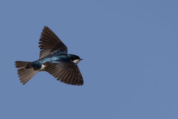 Tree Swallow