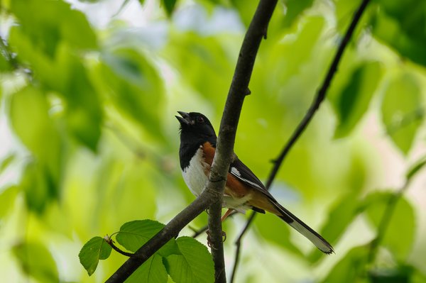 Eastern Towhee