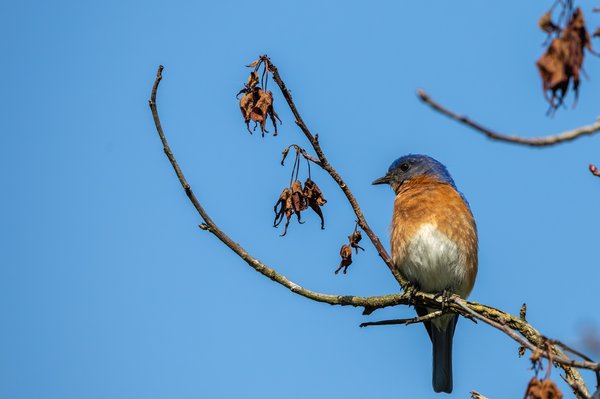 Eastern Bluebird