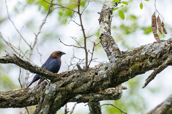 Brown-headed Cowbird