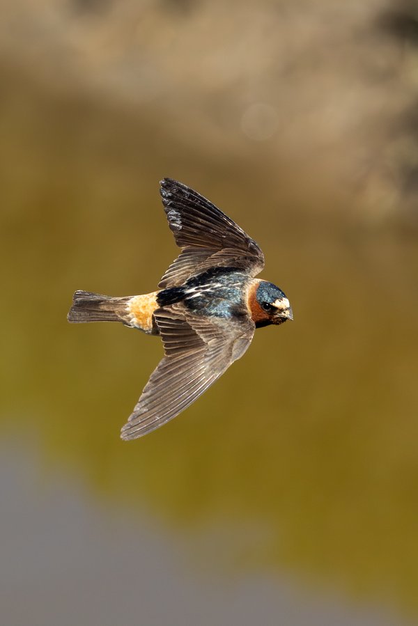 Cliff Swallow