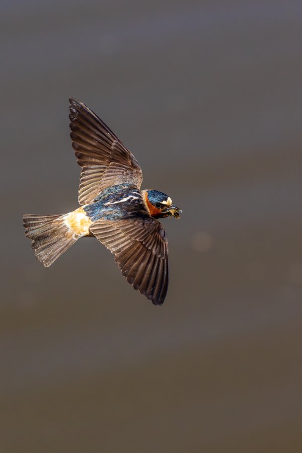 Cliff Swallow