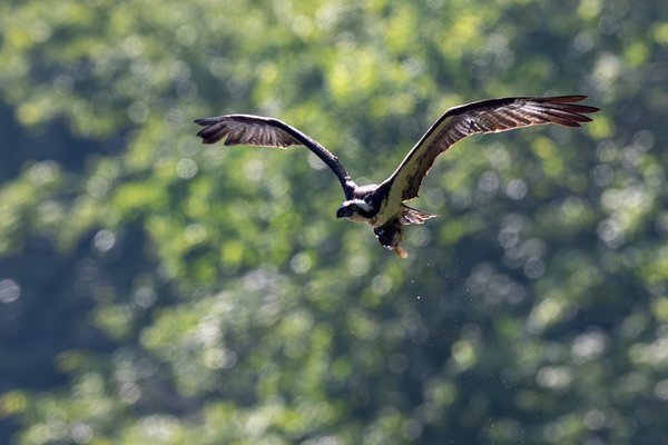 Osprey