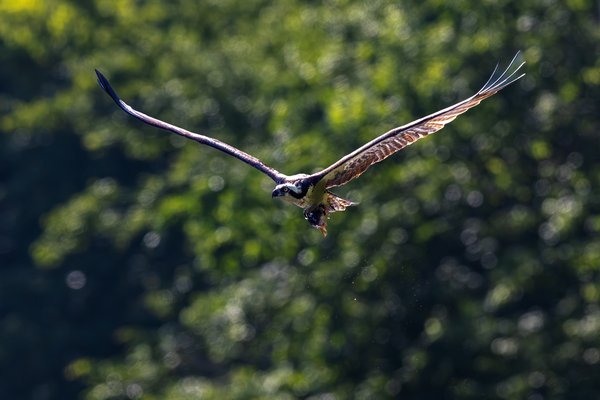Osprey