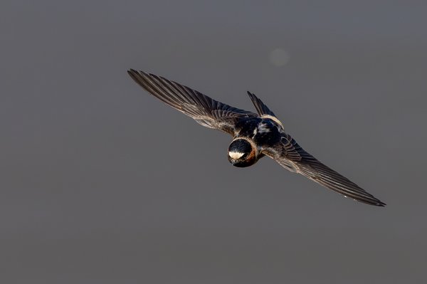 Cliff Swallow