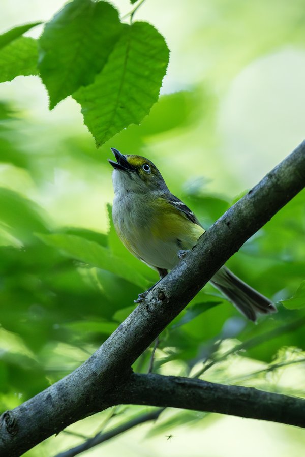 White-eyed Vireo