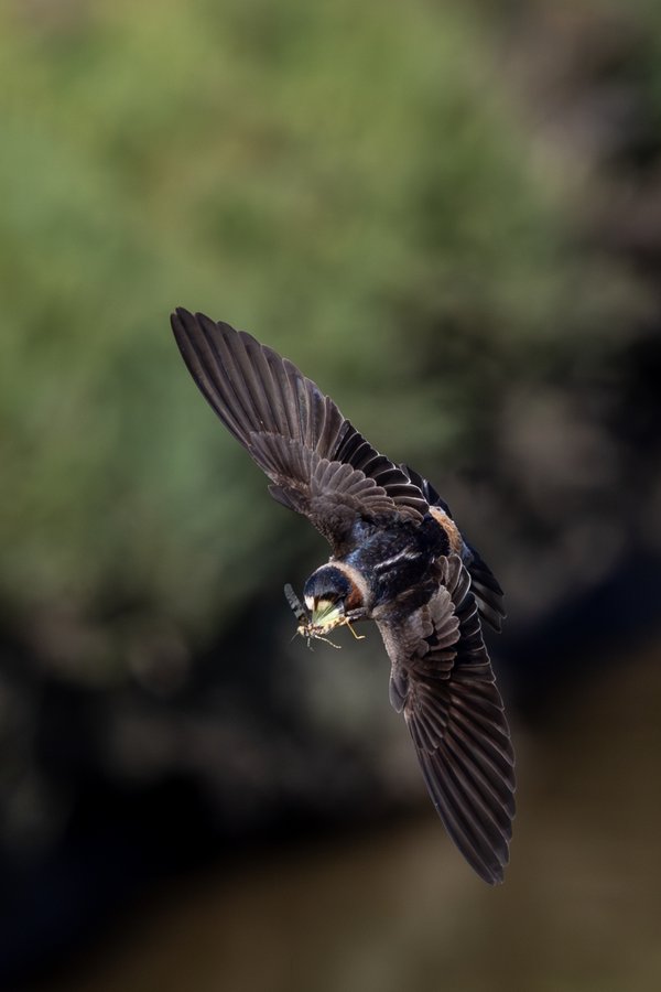 Cliff Swallow