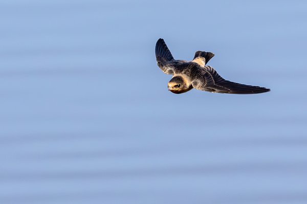 Cliff Swallow