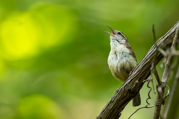 Carolina Wren
