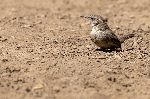 Bewick's Wren