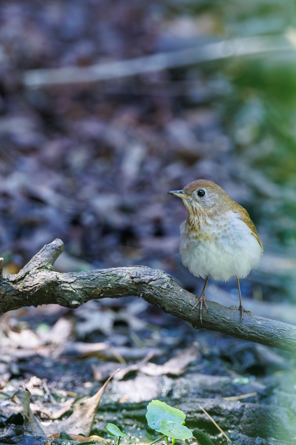 Veery