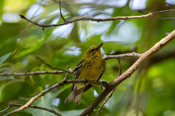 Pine Warbler