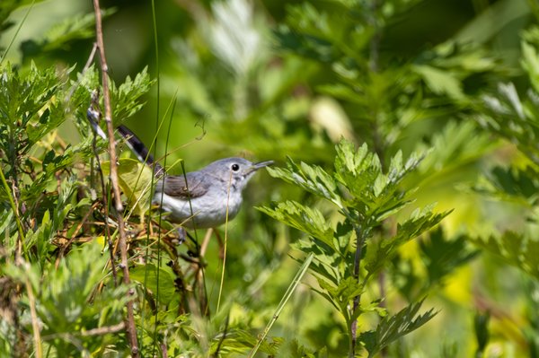 Blue-gray Gnatcatcher