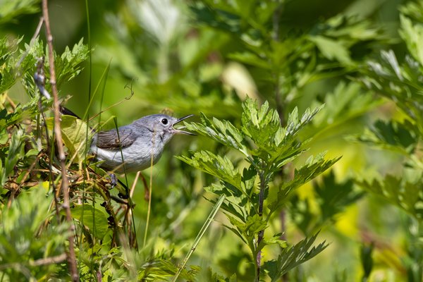 Blue-gray Gnatcatcher