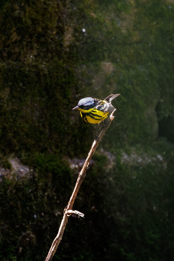 Magnolia Warbler