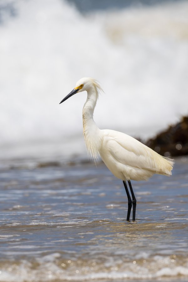 Snowy Egret