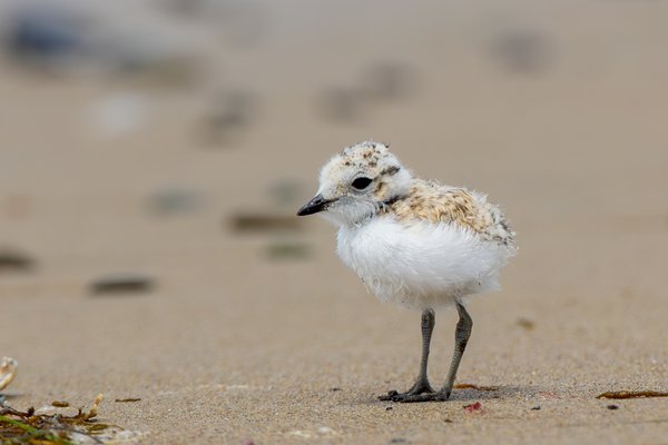 Snowy Plover