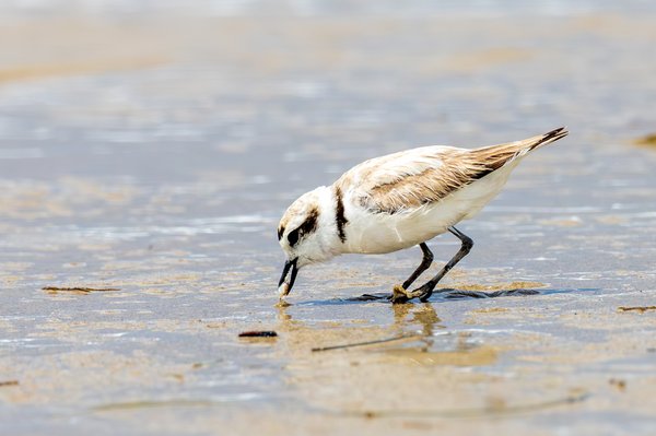 Snowy Plover