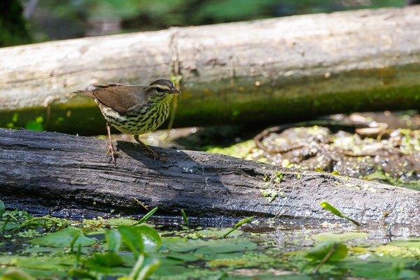 Louisiana Waterthrush