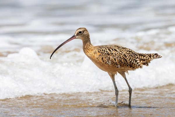 Long-billed Curlew