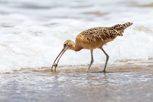 Long-billed Curlew