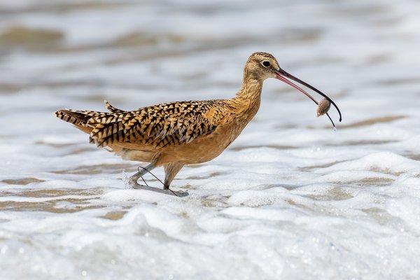 Long-billed Curlew