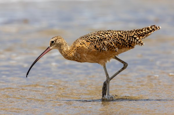 Long-billed Curlew