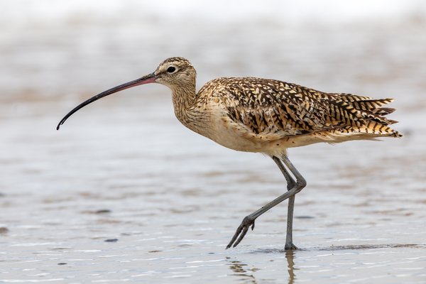 Long-billed Curlew