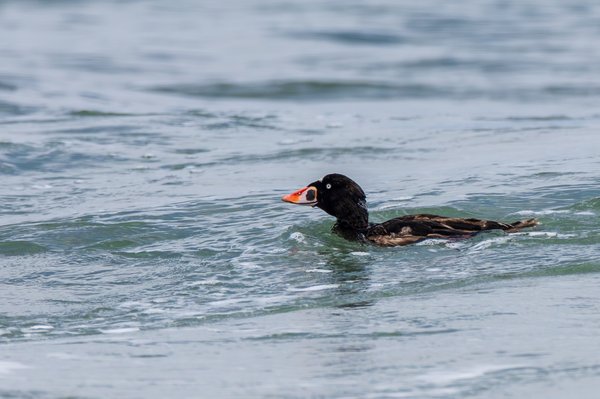 Surf Scoter