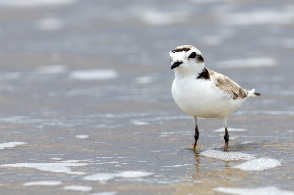 Snowy Plover