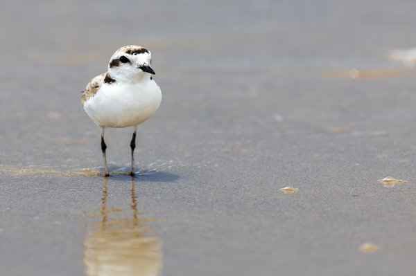 Snowy Plover