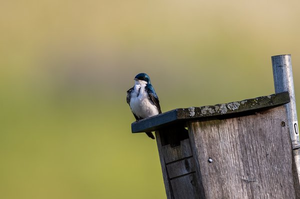 Tree Swallow