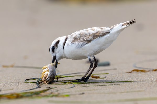 Snowy Plover