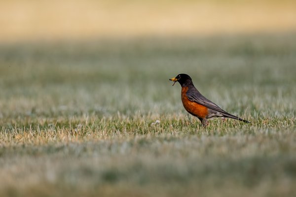 American Robin