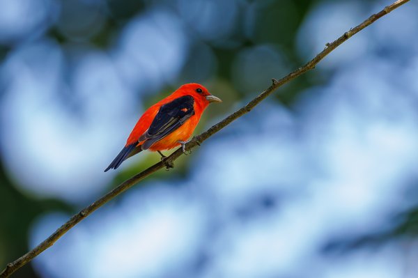 Scarlet Tanager