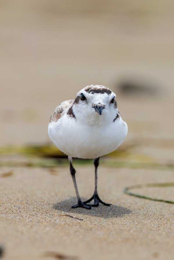 Snowy Plover