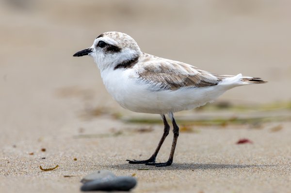 Snowy Plover