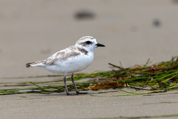 Snowy Plover